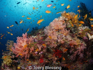 Alive! by Joerg Blessing 